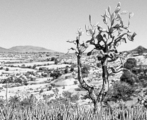 Мексиканское нагорье. Вид местности близ г. Тула.