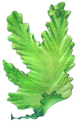 Зелёные водоросли. Ульва (Ulva).