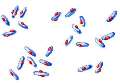 Клетки уксуснокислых бактерий с зёрнами метахроматина.
