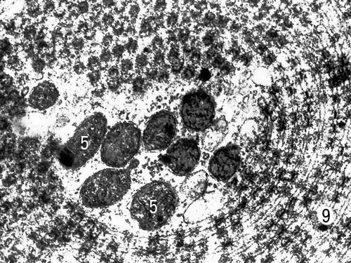 Специализированная форма мембран (пористые пластинки) в цитоплазме созревающей яйцеклетки севрюги (увеличено в 35000 раз). Условные обозначения: 5 — митохондрии, 9 — пористые пластинки.