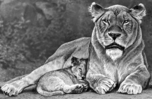 Львица с львёнком.