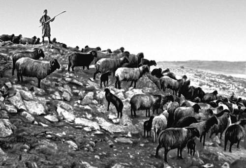 Самаркандская область. Отара овец совхоза «Газган».