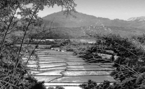Рисовые поля на о. Сулавеси в районе г. Макасар.