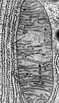 Рис. 2. Митохондрия из клетки поджелудочной железы (электронная микрофотография): 1 — матрикс; 2 — кристы.