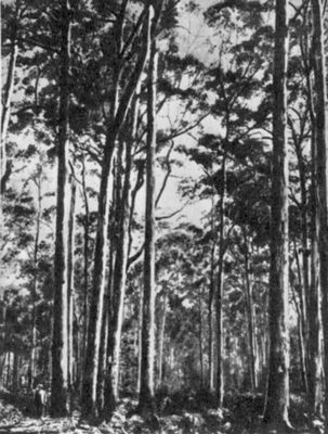 Эвкалиптовый лес на юго-западе Австралии.