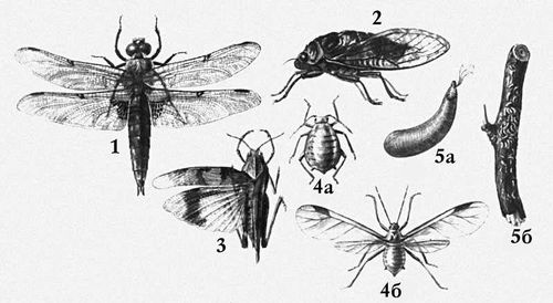 Взрослые формы насекомых: 1 — стрекоза Libellula; 2 — певчая цикада; 3 — голубокрылая кобылка; 4а — капустная тля, бескрылая самка, 4б — крылатая самка; 5а — запятовидная щитовка, 5б — часть ветви, заселённая щитовками.