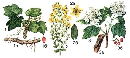 Лекарственные растения: 1 — заманиха высокая, 1а — корневище с корнями, 1б — плод; 2 — зверобой продырявленный, 2а — цветок, 2б — лист; 3 — калина обыкновенная, 3а — отрезок коры, 3б — плоды.