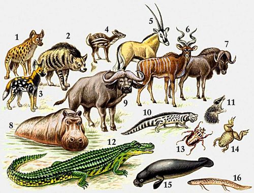 Характерные животные Эфиопской области: 1 — пятнистая гиена; 2 — полосатая гиена; 3 — гиеновая собака; 4 — водяной оленёк; 5 — антилопа орикс; 6 — антилопа куду; 7 — антилопа гну; 8 — бегемот; 9 — африканский буйвол; 10 — африканская циветта; 11 — тенрек; 12 — нильский крокодил; 13 — жук-голиаф; 14 — гладкая шпорцевая лягушка; 15 — африканский ламантин; 16 — малый протоптерус.