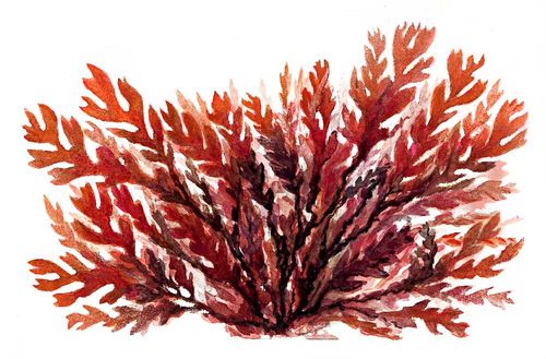 Красные водоросли. Одонталия (Odontalia).