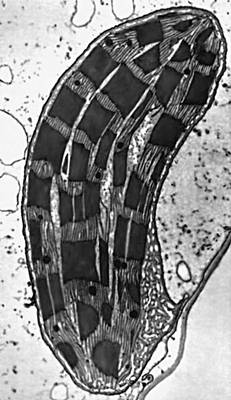 Микрофотография хлоропласта.