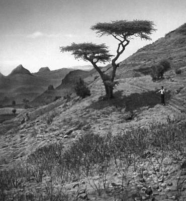 Эфиопия. Характерный пейзаж на Эфиопском нагорье.