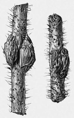 Опухоли у растений: галлы на стебле малины, вызываемые галлицей Lasioptera rubi.