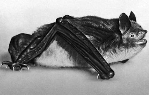 Летучие мыши: водяная ночница.