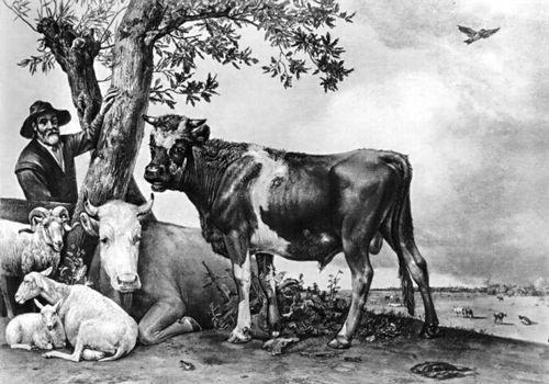 П. Поттер. «Молодой бык». 1647. Маурицхёйс. Гаага.