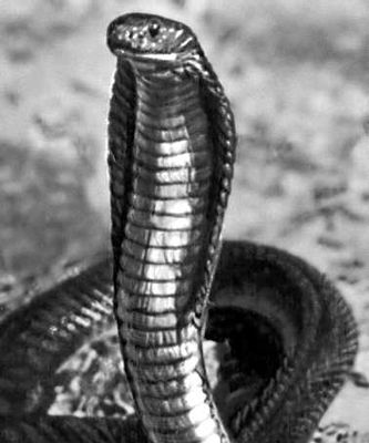 Среднеазиатская кобра.