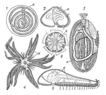 Рис. 4. Типы кишечника (к) иглокожих: трубковидный кишечник морской лилии (1), ежа (2), голотурии (3); мешковидный кишечник морской звезды (4, 5), офиуры (6).