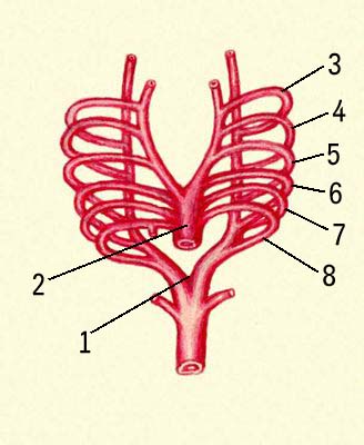 Кровообращение. Симметричная закладка крупных артерий у зародыша человека: 1 — спинная аорта, 2 — артериальный проток, 3—8 — аортальные дуги.