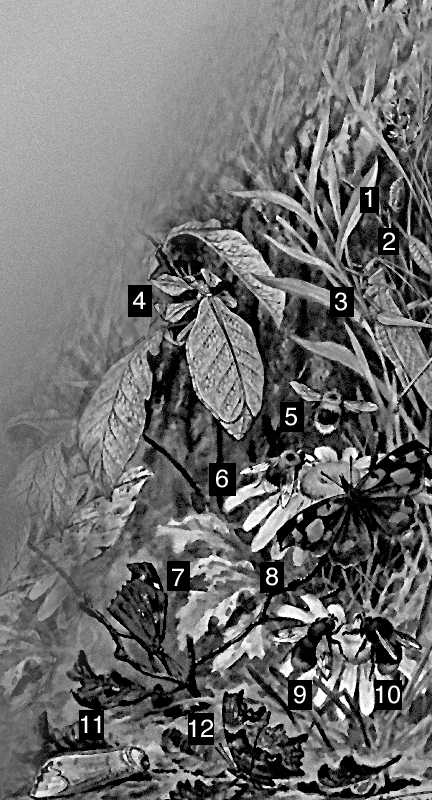 Насекомые, похожие на зелёные листья и цветки растений: 1 — куколка и 2 — гусеница бабочки хвостатки сливовой; 3 — кузнечик зелёный; 4 — палочник листовидка, похожий на зелёный лист. Съедобные насекомые, похожие на несъедобных: 6 — муха журчалка трёхцветная, похожая на шмеля кустарникового — 5; 10 — муха шмелевидка, похожая на шмеля земляного — 9. Насекомые, похожие на сучки и сухие листья растений: 11 — бабочка Фалера сучковидная, похожая на кусок гнилого дерева; 7 — бабочка носатка со сложенными крыльями, похожая на сухой лист, и 8 — она же с раскрытыми крыльями; 12 — бабочка С-белое, похожая на сухой лист.