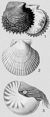 Моллюски. 1 — Pinctada margaritifera; 2 — Mizuhopecten yessoensis; 3 — Nautilus pompilius.