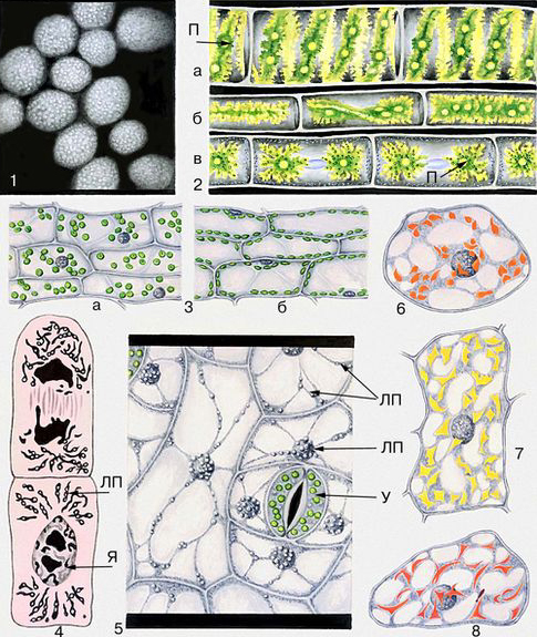 Пластиды. 1. Гранная структура хлоропластов (в световом микроскопе). 2. Разные формы хроматофоров в клетках водорослей: а — лентовидный (у спирогиры); б — пластинчатый (у мужоции); в — звёздчатый (у зигнемы); П — пиреноиды. 3. Пластиды в клетках эпидермиса традесканции: У — замыкающие клетки устьица с хлоропластами; ЛП — лейкопласты вокруг ядра и в тяжах цитоплазмы клеток эпидермиса. 4—6. Хромопласты: 4 — в клетках зрелого плода шиповника; 5 — в клетках околоцветника настурции; 6 — в клетках зрелого плода рябины.