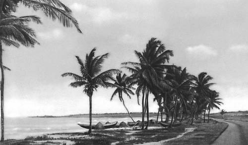 Пальмы на побережье Гвинейского залива.