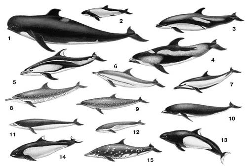 Дельфины: 1 — чёрная гринда (Globicephalus melas); 2 — дельфин Коммерсона (Cephalorhynchus commersoni); 3 — белобокий дельфин (Lagenorhynchus acutus); 4 — беломордый дельфин (Lagenorhynchus albirostris); 5 — тихоокеанский короткоголовый дельфин (Lagenorhynchus obliquidens); 6 — полосатый продельфин (Stenella caeruleoalbus); 7 — малайский продельфин (Stenella dubia); 8 — вертящийся продельфин (Stenella longirostris); 9 — пятнистый продельфин (Stenella pernettyi); 10 — северный китовидный дельфин (Lissodelphis borealis); 11 — южный китовидный дельфин (Lissodelphis peroni); 12 — беспёрая морская свинья (Neomeris phocaenoides); 13 — северная белокрылая свинья (Phocaenoides dalli); 14 — южная белокрылая свинья (Phocaenoides truei); 15 — морщинистозубый дельфин (Steno bredanensis).