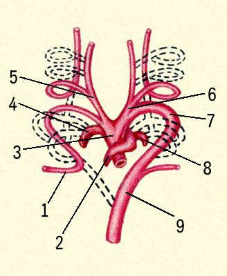 Кровообращение. Выраженная асимметрия крупных артерий, появляющаяся в ходе развития зародыша человека: 1 — правая подключичная артерия, 2 — лёгочный проток, 3 — восходящая аорта, 4 и 8 — правая и левая лёгочная артерия, 5 и 6 — правая и левая сонная артерия, 7 — дуга аорты, 9 — нисходящая аорта.