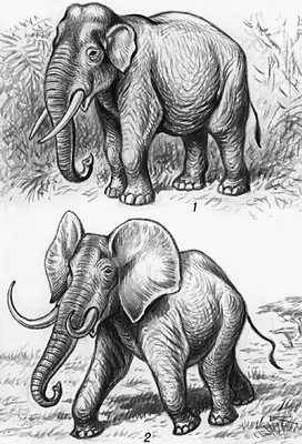 Рис. 1. Слоны: 1 — азиатский; 2 — африканский саванновый.