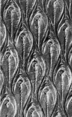 Рис. 6б — отпечаток коры лепидодендрона Lepidodendron aculeatum из Донецкого бассейна.