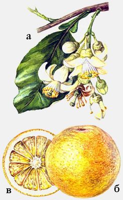 Цитрусовые культуры. Грейпфрут (б — плод, в — плод в разрезе).