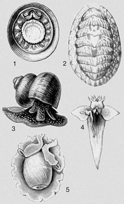 Моллюски. 1 — Neopilina galathea; 2 — Tonicella granulata; 3 — Viviparus contectus; 4 — Clione limacina; 5 — Hydatina velum.
