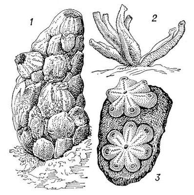 Асцидии (1 и 2 — одиночные, З — колониальная): 1 — Phallusia mammillata; 2 — Ciona intestinalis (группа из 4 особей); 3 — две колонии Botryllus violaceus (на камне).