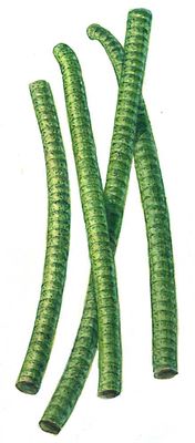 Синезёленые водоросли. Осциллятория (Oscillatoria).