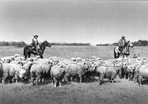 Овцеводческая ферма в Букалему.