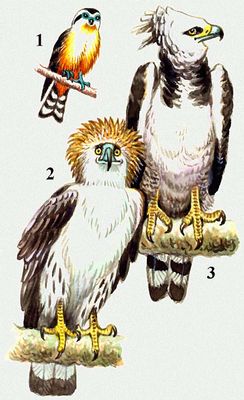 Хищные птицы. 1. Карликовый сокол; 2. Обезьяноед Pihecophaga jafferyi; 3. Гарпия.