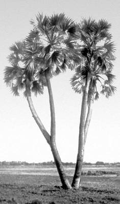 Дум-пальма (H. thebaica) в окрестностях Луксора (Египет).