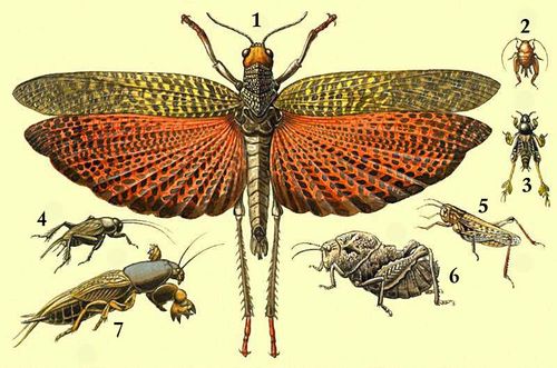 1 — южноафриканская саранча (Tropidaeris dux); 2 — сверчок муравьелюб (Myrmecophilus acervorus); 3 — триперст (Tridactylus tartarus); 4 — сверчок полевой (Gryllus campestris); 5 — медведка (Gryllotalpa gryllotalpa); 6 — саксетания (Saxetania cultricollis); 7 — крестовичка (Dociostaurus brenicollis).