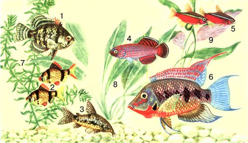 Рыбы: 1 — дисковидный окунь; 2 — суматранский барбус; 3 — крапчатый сомик; 4 — нотобранхиус; 5 — красный неон; 6 — циклазома мика. Аквариумные растения: 7 — элодея; 8 — эхинодорус; 9 — криптокорина.
