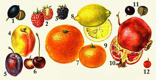 Апокарпные плоды: 1 — сочная однолистовка (воронец); 2—3 — многокостянка (2 — малина, 3 — ежевика); 4—6 — однокостянка (4 — персик, 5 — слива,6 — вишня); синкарпные плоды: 7—9 — померанец (7 — апельсин, 8 — лимон, 9 — мандарин); 10 — гранатина; 11 — верхняя синкарпная костянка (крушина); 12 — яблоко (рябина).