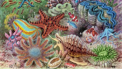 Характерные обитатели коралловых рифов: иглокожие: 1 — голотурия Cucumaria tricolor; 2 — трубчатый червь серпула; морские звезды: 3, 13 — ореастер (3), терновый венец Acanthaster (13); рыбы: 4 — амфиприон, 5 — хромис; моллюски: 7 — тридакна, 10 — осьминог Octopus pictus, 12 — мурекс, 14 — каури, 15 — рог тритона, 16 — элезия, 18 — конус; 11 — офиура Ophiotrichoides, 6 — диадема; 8 — рак-отшельник Dardanus, 9 — краб Atergates; 17 — фунгия.