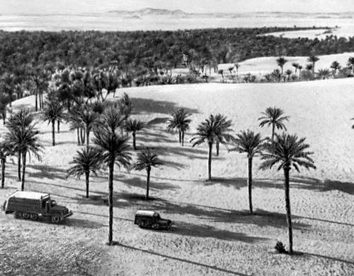 Сахара. Оазис с финиковыми пальмами.