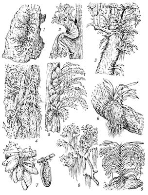 Эпифиты (на стволах и ветвях деревьев): 1 — печёночный мох (Frullania); 2 — папоротник (Platycerium); 3 — орхидея (Angraecum); 4 — лишайник (Alectoria); 5 — папоротник (Polypodium quercifolium); 6 — орхидея (Oncidium); 7 — дисхидия (Dischidia rafflesiana); общий вид и вскрытый мешковидный лист её, содержащий внутри собственные корни; 8 — тилландсия (Tillandsia usneoides); 9 — орхидея (Macrolepton).