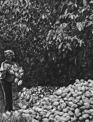 Сбор плодов какао на государственной плантации в районе Кофоридуа.
