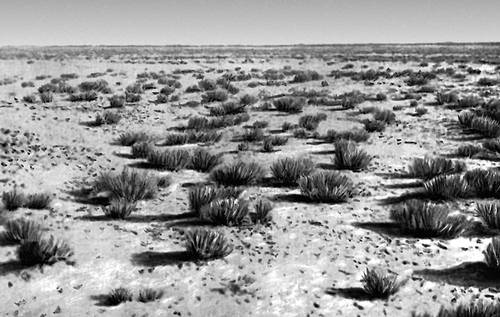 Равнинный участок пустыни Гоби.