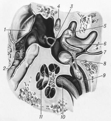 Схема вестибулярного аппарата у человека: 1 — барабанная перепонка; 2 — евстахиева труба; 3 — стремя; 4 — лицевой нерв; 5 — ампулярный аппарат; 6 — отолитовый аппарат утрикулюса; 7 — водопровод преддверия; 8 — отолитовый аппарат саккулюса; 9 — вестибулярная часть слухового нерва; 10 — улитковая часть слухового нерва; 11 — улитка.