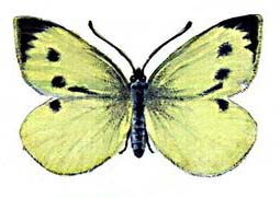 Капустная белянка, бабочка (размах крыльев 55—60 мм).
