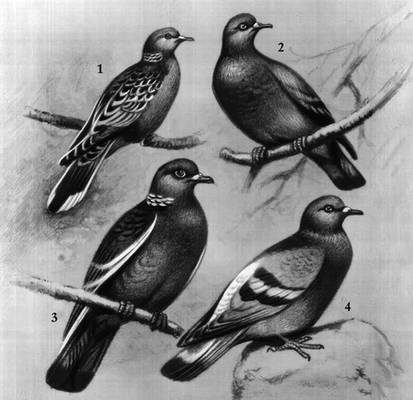 Голуби: 1 — горлица; 2 — клинтух; 3 — витютень; 4 — сизый голубь.