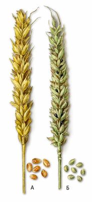 Твёрдая головня пшеницы: слева — здоровый колос и зёрна; справа — колос и зёрна, пораженные твёрдой головнёй.