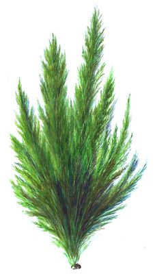 Зелёные водоросли. Кладофора (Cladophora).