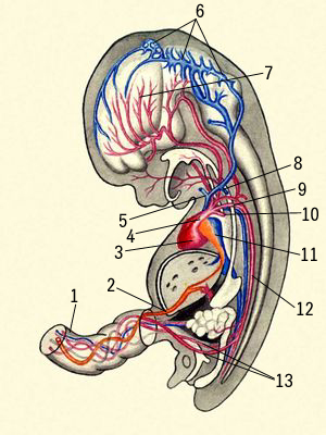 Схема кровообращения зародыша человека: 1 — пупочный канатик, 2 — пупочная вена, 3 — сердце, 4 — аорта, 5 — верхняя полая вена, 6 — вены мозга, 7 — артерии мозга, 8 — дуга аорты, 9 — артериальный проток, 10 — лёгочная артерия, 11 — нижняя полая вена, 12 — нисходящая аорта, 13 — пупочные артерии.